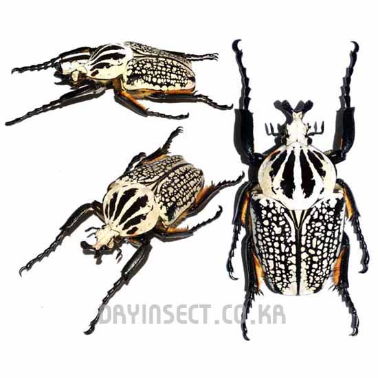 Congo Goliathus orientalis 87mm black Goliath Beetle Specimens - Etsy